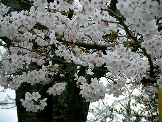 桜の季節